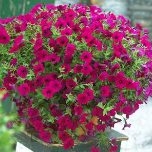 WHADE Surfinia Petunia Flower Seed