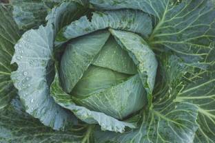 nesto Cabbage/पत्ता गोभी Vegetable Seeds Seed
