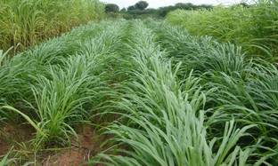 abiswas Hybrid sorghum sudan grass, 100% germination Seed