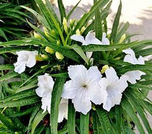 CYBEXIS White Mexican Petunia Ruellia Simplex Flower Seeds Seed
