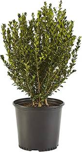 VibeX ® VMR-19 Shrub Wintergreen Boxwood Seed