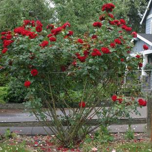 CYBEXIS NDIR-34 - Red Climbing Rose - (300 Seeds) Seed