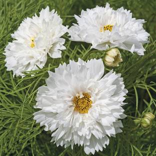 M-Tech Gardens Rare Hybrid Cosmos " Double Dutch White " Exotic 30 Seed
