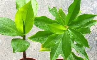 VENUS ONLINE Insulin Plant (Chamaecostus cuspidatus);Medicinal Plant Seed