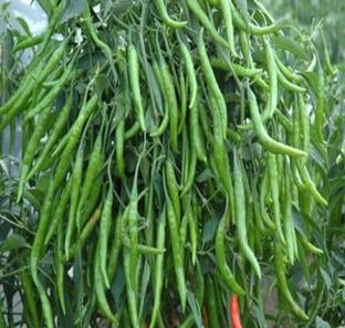 Wellspring CW44 CHILLI (MIRCH OR MIRCHI) BEST QUALITY F1 HYBRID Seed