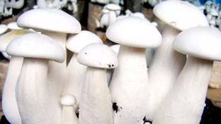 Mozette Mushroom herbs Seed