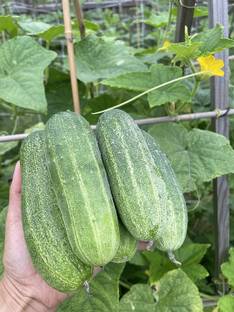 WHYGI Asian Cucumber, Thailand Cucumber, Vietnamese Cucumber Seeds-CuC_388 Seed