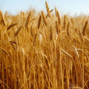 Biosnyg Vital Red Fife Wheatgrass Seeds for Sprouting & Juicing-(5000 Seeds) Seed