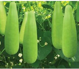 Arshiayat Bottle Gourd Bottle Guard/Lauki Long Seeds / Ghiya/ Doodhi - Desi Seed