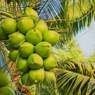 SHYAM Yield Rare Dwarf HybridGreen Coconut Fruit Tree Seed