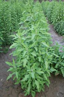 RISTO Bathua (Chenopodium) Seed