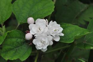 ASPEN Mysore Malli | Sendu Malli Flowering Plant | Not a Seed