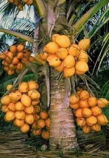 SHYAM Yield Rare Dwarf Yellow Coconut Fruit Tree Seed