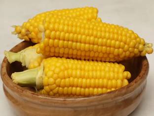 CEZIUS Indian Sweet Corn (Makka) (मक्का के बीज) Seed