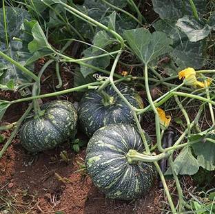 Arshiayat F1 Dark Hybrid Rainy Season Pumpkin Seeds, Borsati Kumro Kaddu Seeds for Farming Seed