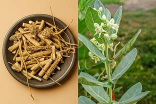 गगमिनी नैचुरल सफेद आक प्लांट रुट , टूलाफला रूट्स , आक की जड़ / मदर रुट , 100% न्यूट्रल बीज