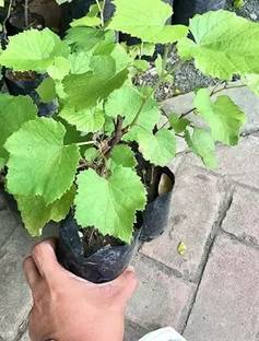 Aro Grapes Fruit, Black Grapes Seed