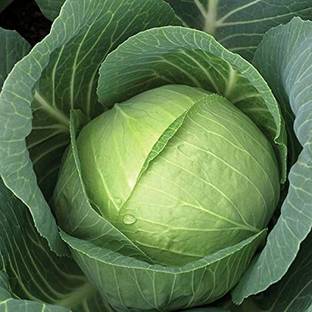 Aywal Kobi, Band Gobhi, Cabbage, Bandha Kobi Seed