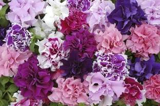 CYBEXIS Flower - Petunia - Double Pirouette Mixed Seed