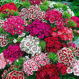 Paudha Sweet William Flower Seed