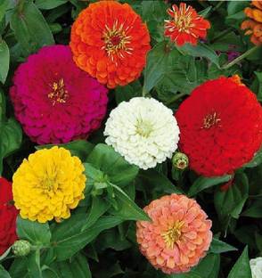 ibains Zinnia mix flower seeds/Jhiniya flower seeds Seed