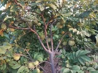 Aro Custard Apple, sitafal, sitaphal Seed