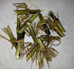 NaturalAgrocare Co4 Seed