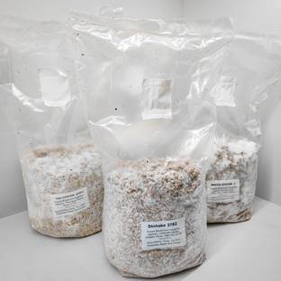 the green dotcom Button Mushroom Spawn | Premium Quality Seeds 0.5 KG Seed