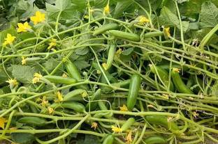 HYBRID 10g best cucumber seeds Highest yield variety Seed