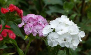 XOLDA Exotic sweet william Seed