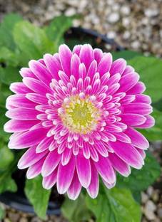 CYBEXIS Gerbera jamesonii,Hot Pink Color Gerbera Daisy Seed