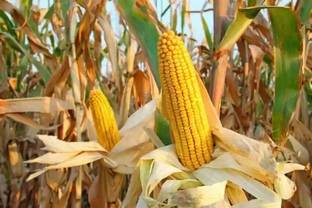 Jui Popcorn Seed
