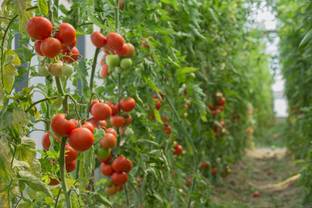 syngenta tomato Seed