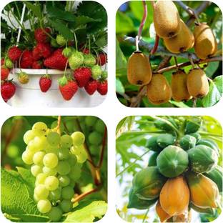 Cosmos Strawberry ,Grapes ,Kiwi ,Papaya Fruit Combo Pack Seed