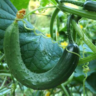 Biosnyg Cucumber Seeds - Chinese Snake Curved-[1000 Seeds] Seed