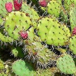 Urancia Natural prickly pear Opuntia ficus-indica Seed