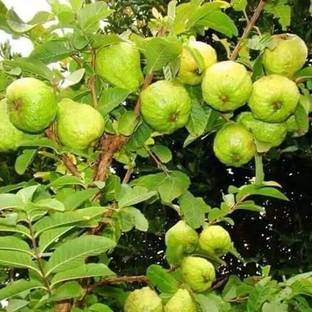 KANAYA Guava/Amrood/Amrud Fruit Plant Seed