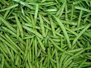 KANAYA Cluster Beans Indian Vegetable Seed