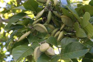 EasySeeds Pongamia, Karanj, Indian Beech, Sukhchain Seed