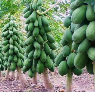 BJUBAS Red lady papaya f1 hybrid seeds For Home Garden Seed