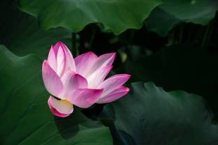 SHYAM lotus,kamal seeds Seed