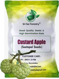 SRI SAI FORESTRY Custard Apple (Seetapal) Fruit Tree Seed