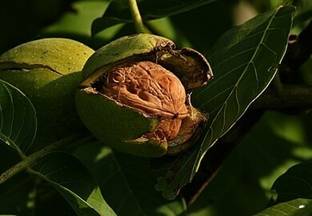 syed garden english walnut seed, nuts seed Seed