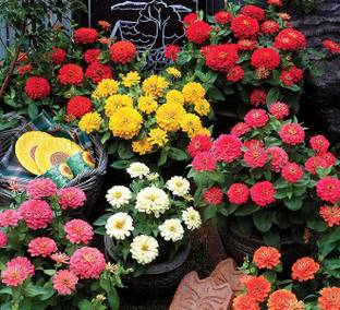 CEZIUS Natural and Real Planting Seeds Zinnia Dreamland Mix Flower Seed