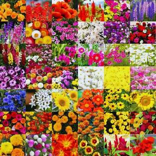 BEE Garden Exotic Flowers Seeds Combo For Home Gardening Bloom Your Garden Seed