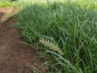 syed garden SYED GARDEN Para anjan grass seed Seed