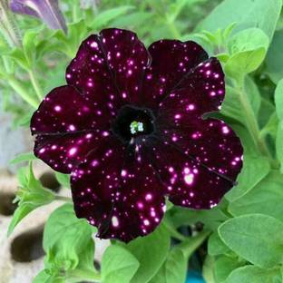 Dasstore Pituniya multiple colour flower seeds (pack of 100) Seed