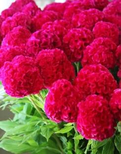 AA ENTERPRISES Velvet Flower, Celosia, Kozhi konda, woolflowers Seed