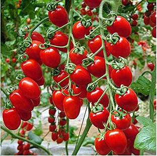 Suchitra Tomato Seed