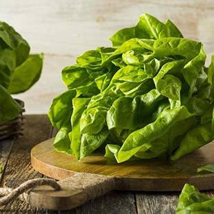 VibeX ® XLR-407 Lettuce Seeds Buttercrunch Butterhead Seed